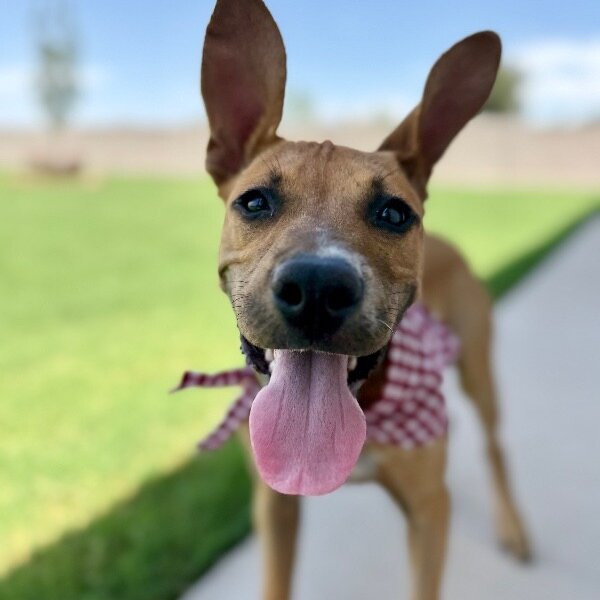 All Ears Atlas, a Pit Bull Terrier dog