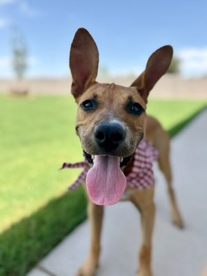 All Ears Atlas thumbnail 3