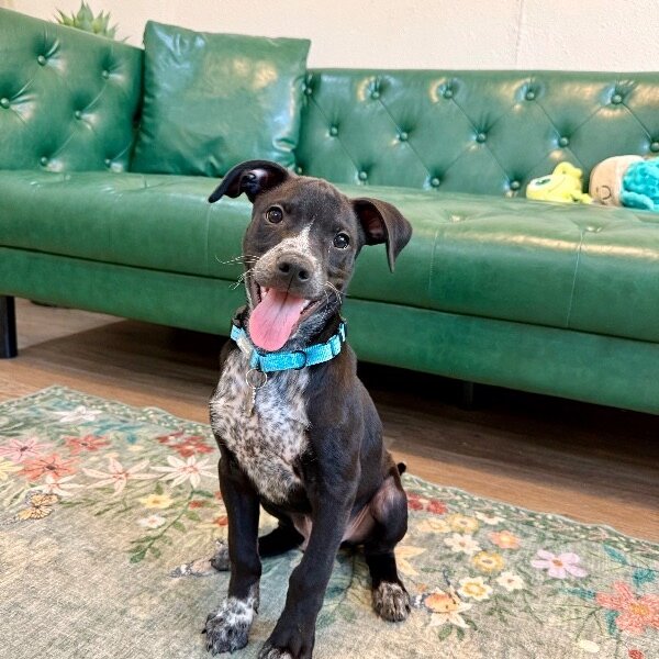 Nero Roo Good Time Cutie, a German Shorthaired Pointer dog
