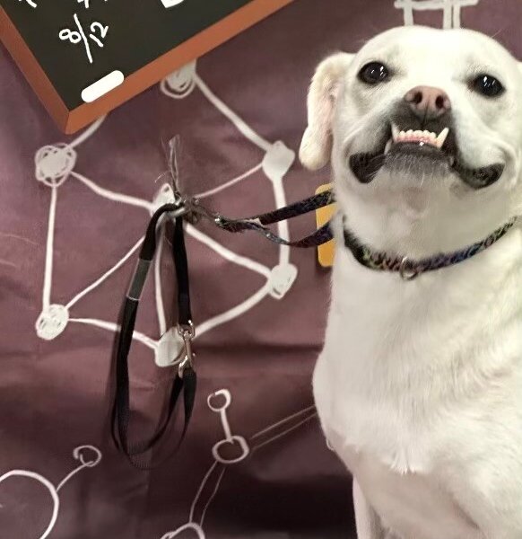 Jojo Jellybean the Sweetest Girl with the Best Smile, a Staffordshire Bull Terrier dog