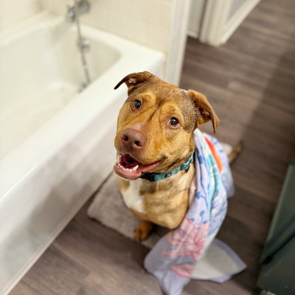 Vivie Anna Vienna the Swimming Water Dog, a American Staffordshire Terrier dog