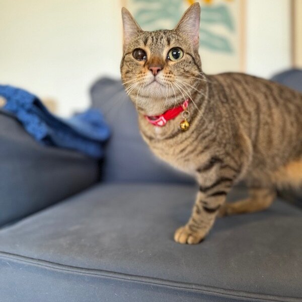 June Bug Whiskerpaws, a Domestic Short Hair cat available for adoption
