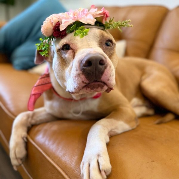 Clover the Luckiest Girl, a Staffordshire Bull Terrier dog