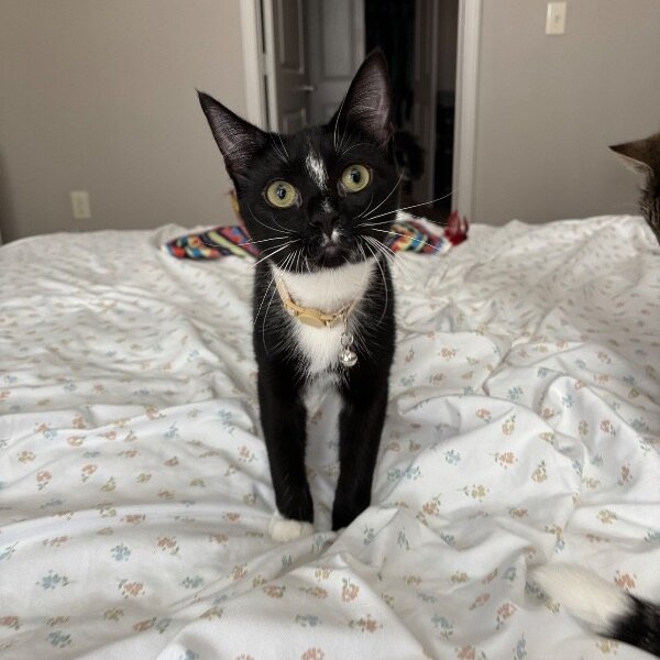 Groove Disco, a Tuxedo cat available for adoption