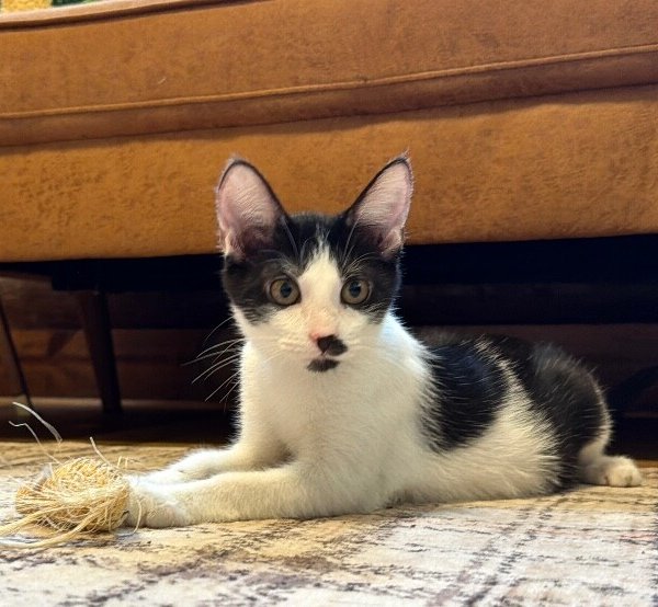United Airlines, a Mixed cat available for adoption