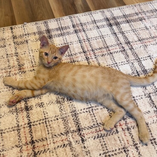 Delta Airlines, a Domestic Short Hair cat available for adoption