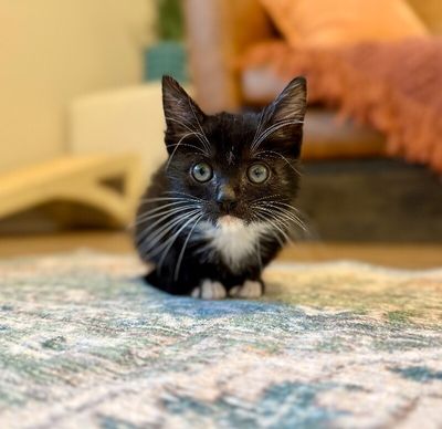 Poe Purrkins Little Lovebug thumbnail 2