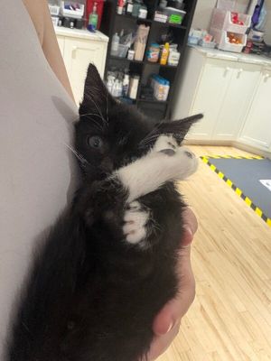 Poe Purrkins Little Lovebug thumbnail 13