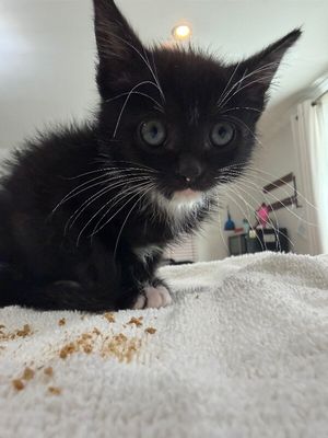 Poe Purrkins Little Lovebug thumbnail 12