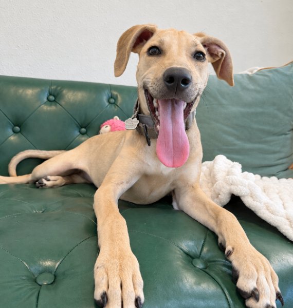 Chai Extra Cinnamon, a Labrador Retriever dog
