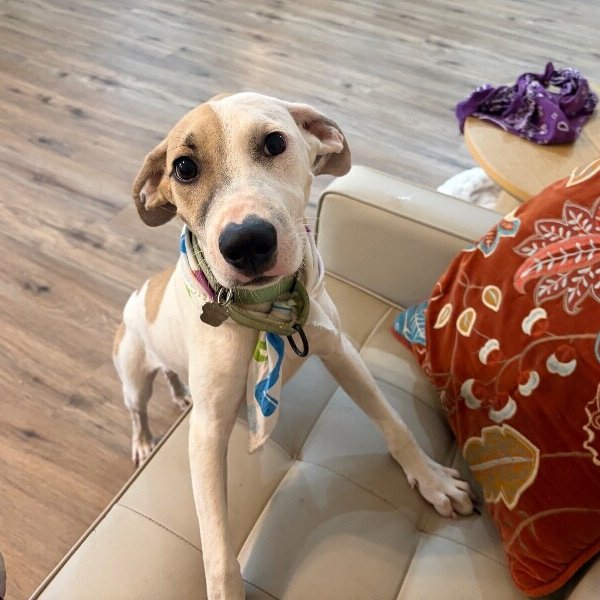 Espresso Bean, a Pointer dog