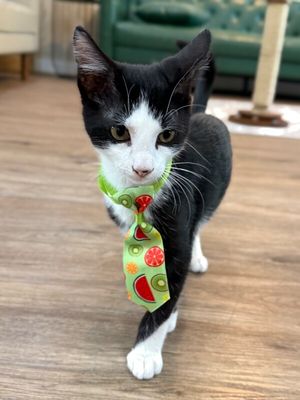 Figaro Ferrell thumbnail 2