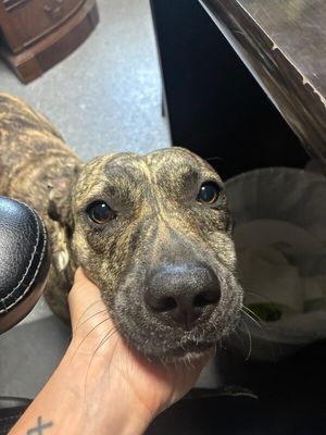 Wren Wonderful the Brindle Cuddle Bug thumbnail 8