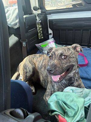 Wren Wonderful the Brindle Cuddle Bug thumbnail 6