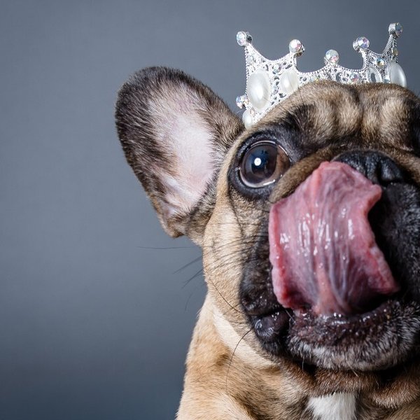 Fiona Apples, a French Bulldog dog