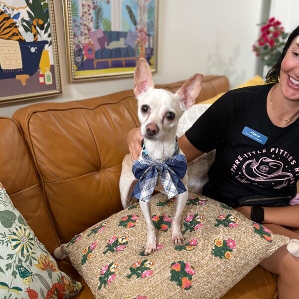 Herbie Howdy Dudey, a Chihuahua dog