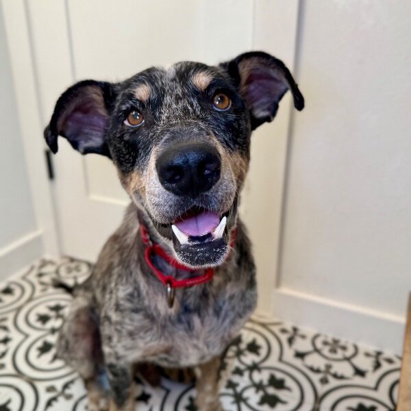 Miller Magic, a Cattle Dog dog