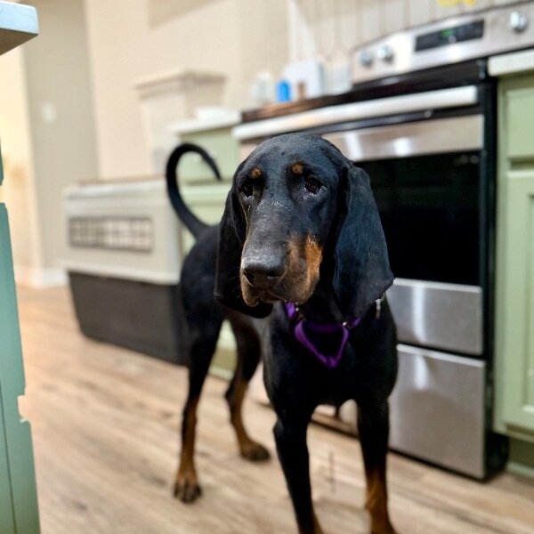 Dolly Parton, a Black and Tan Coonhound dog