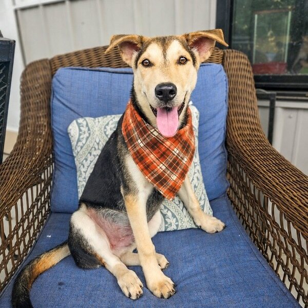Waffle Osito, a German Shepherd Dog dog