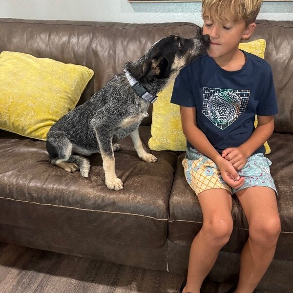 Bumble Bee Honey Blossom, a Cattle Dog dog