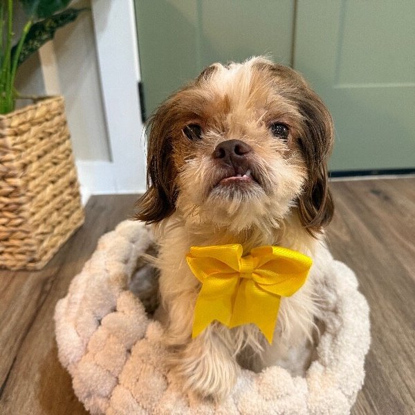 Layla Mable Tippy Toes Bonita, a Shih Tzu dog