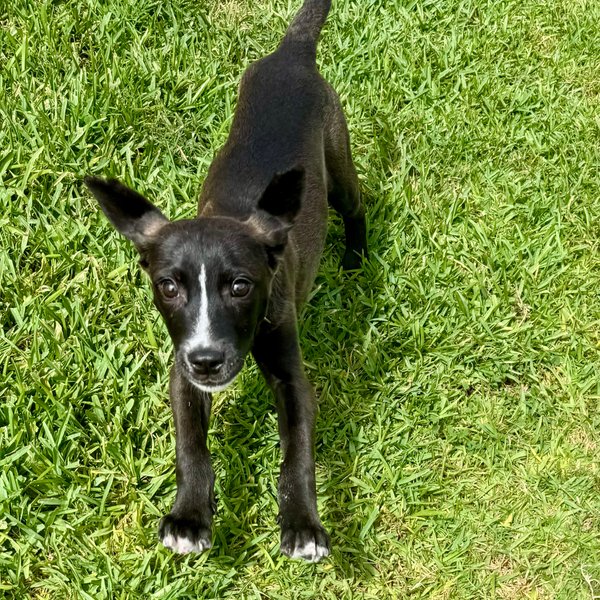 Robin Boy Wonder Super Hero, a Black Labrador Retriever dog