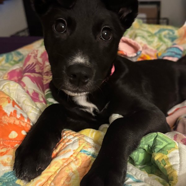 Cat Woman super hero, a Black Labrador Retriever dog available for adoption
