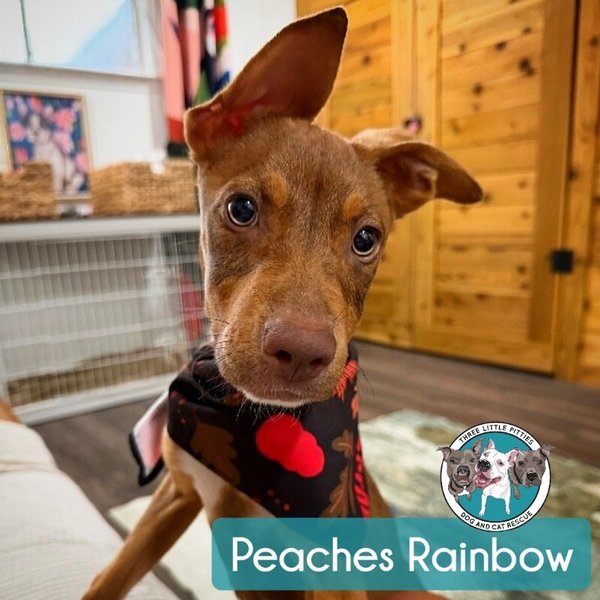 Peaches Rainbow, a Pit Bull Terrier dog