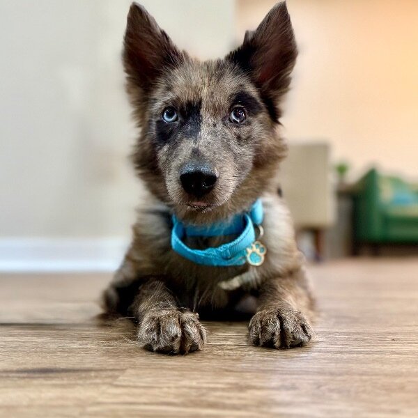 Dakota Merle Magic, a Corgi dog