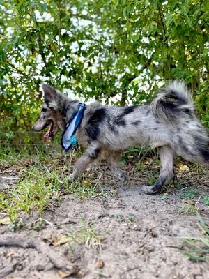 Dakota Merle Magic thumbnail 4