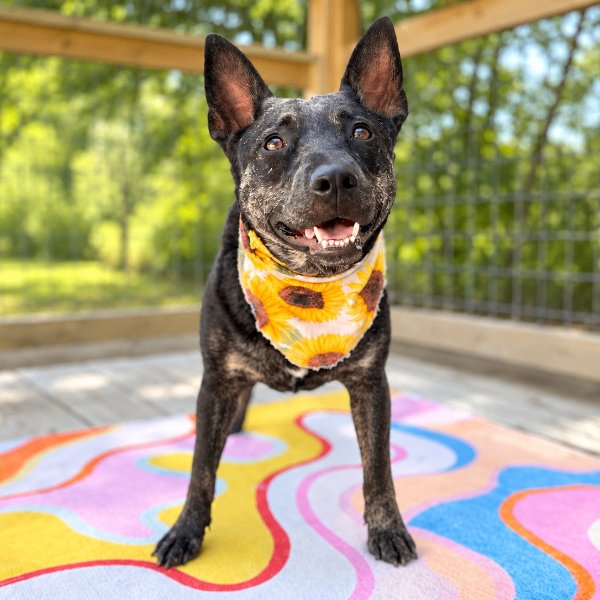 Cassie Cowgirl, a Cattle Dog dog