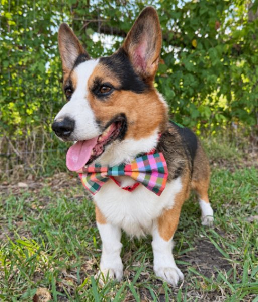 Professor Cupid Romeo, a Corgi dog