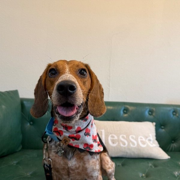 Murphy Macaroni, a Beagle dog