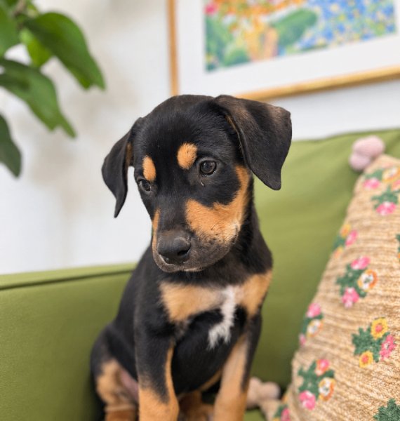 Timothy Easy Breezy, a Rottweiler dog