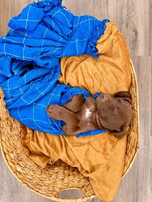 Cori Mocha Magic thumbnail 3