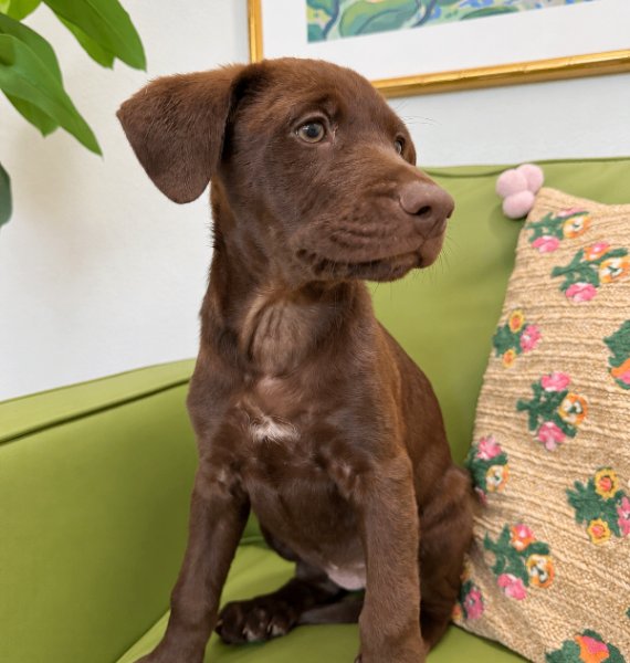 Cori Mocha Magic, a Chocolate Labrador Retriever dog