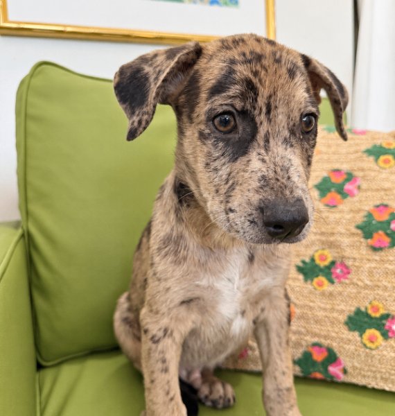 Damian Dapple D, a Catahoula Leopard Dog dog