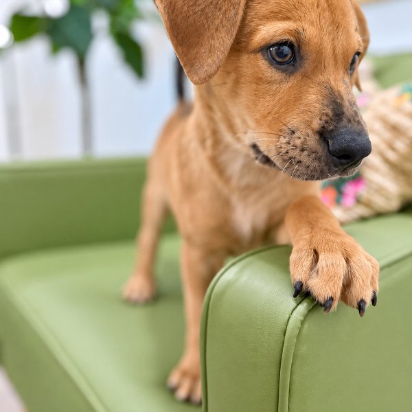 Lyon Alexander The Great, a Catahoula Leopard Dog dog