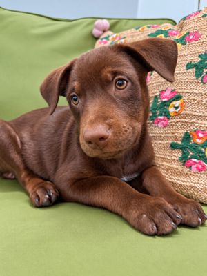 Ari Cocoa Kisses thumbnail 9