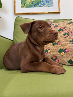 Ari Cocoa Kisses thumbnail 7