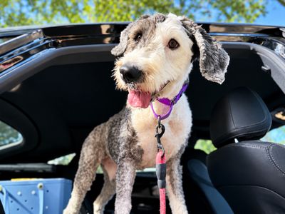 Lucy Lou Gorgeous Doodle Darling thumbnail 5