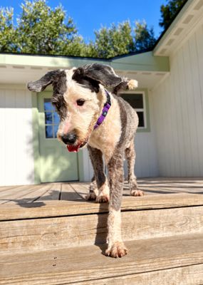 Lucy Lou Gorgeous Doodle Darling thumbnail 9