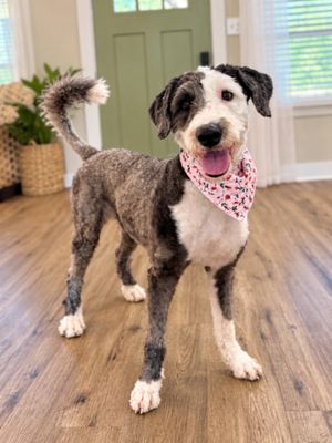 Lucy Lou Gorgeous Doodle Darling thumbnail 1