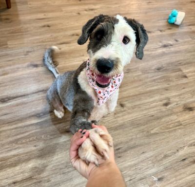 Lucy Lou Gorgeous Doodle Darling thumbnail 6
