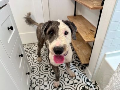 Lucy Lou Gorgeous Doodle Darling thumbnail 15