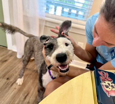 Lucy Lou Gorgeous Doodle Darling thumbnail 11