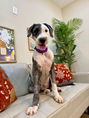 Lucy Lou Gorgeous Doodle Darling thumbnail 14