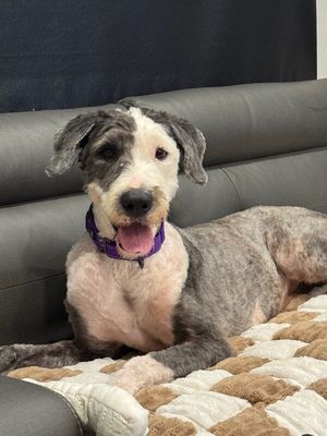 Lucy Lou Gorgeous Doodle Darling thumbnail 10