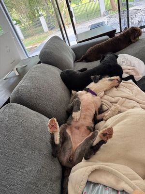 Lucy Lou Gorgeous Doodle Darling thumbnail 4
