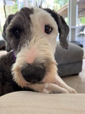 Lucy Lou Gorgeous Doodle Darling thumbnail 12